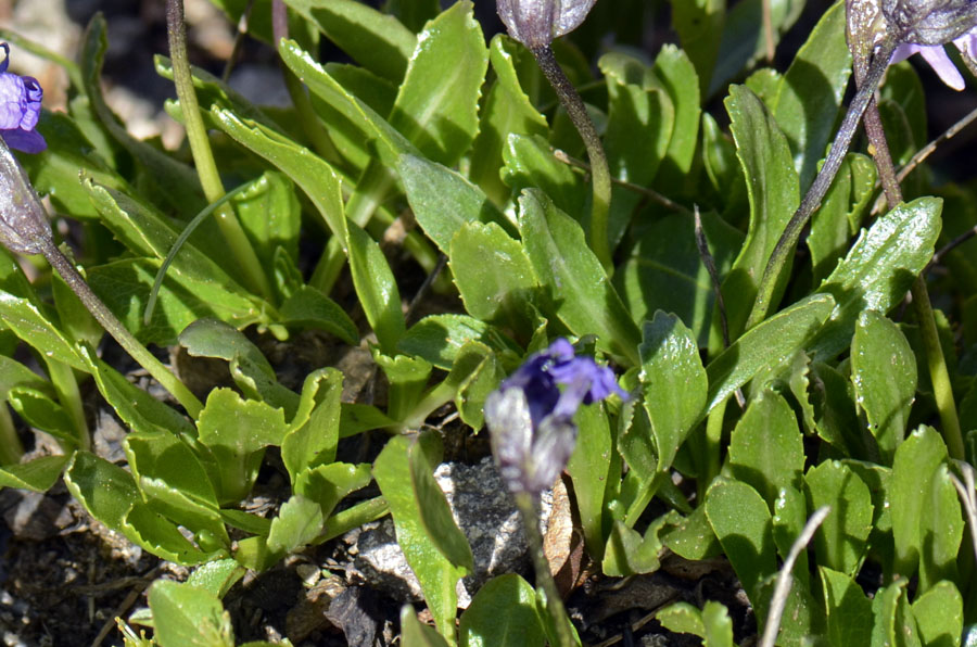 Primula glutinosa /  Primula vischiosa